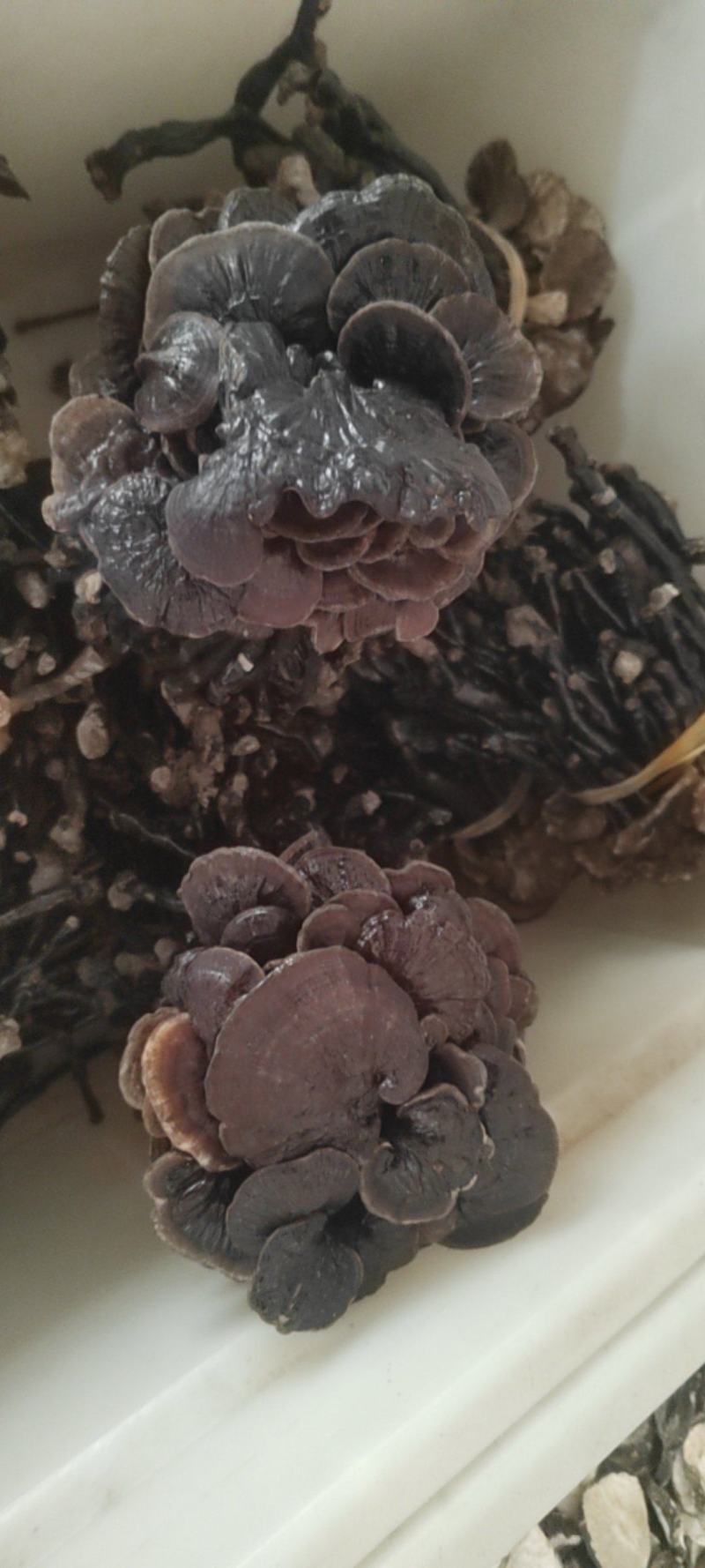 灵芝