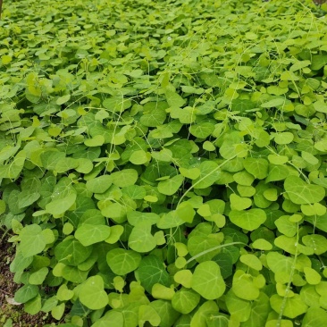 防己苗江西道地药材家种驯化易成活保证成活率视频看货