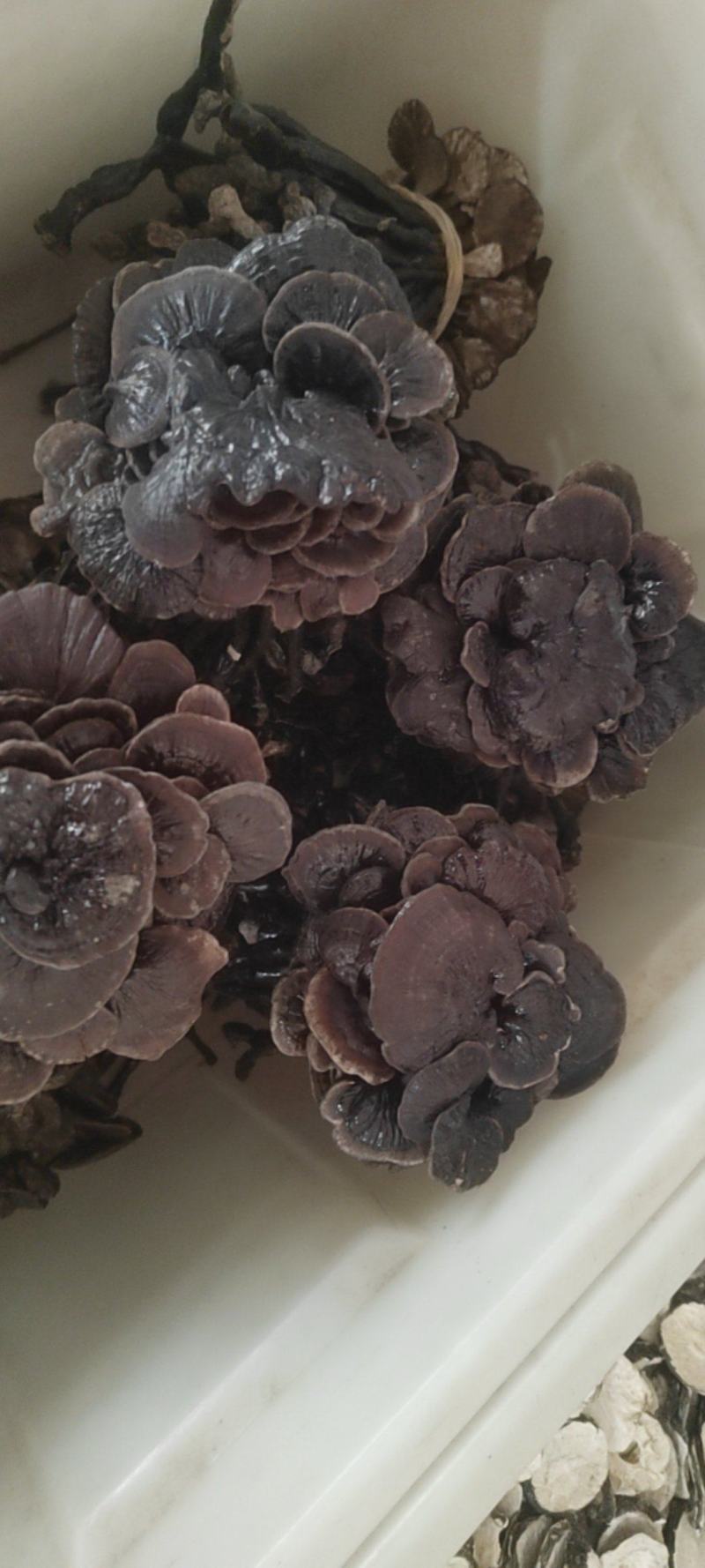 灵芝