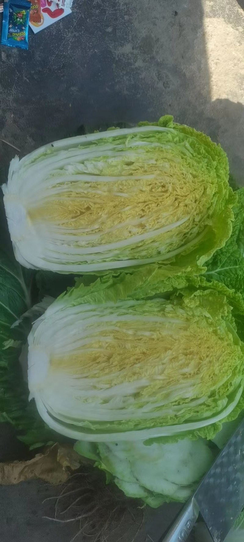白菜欢迎新老客户前来采购