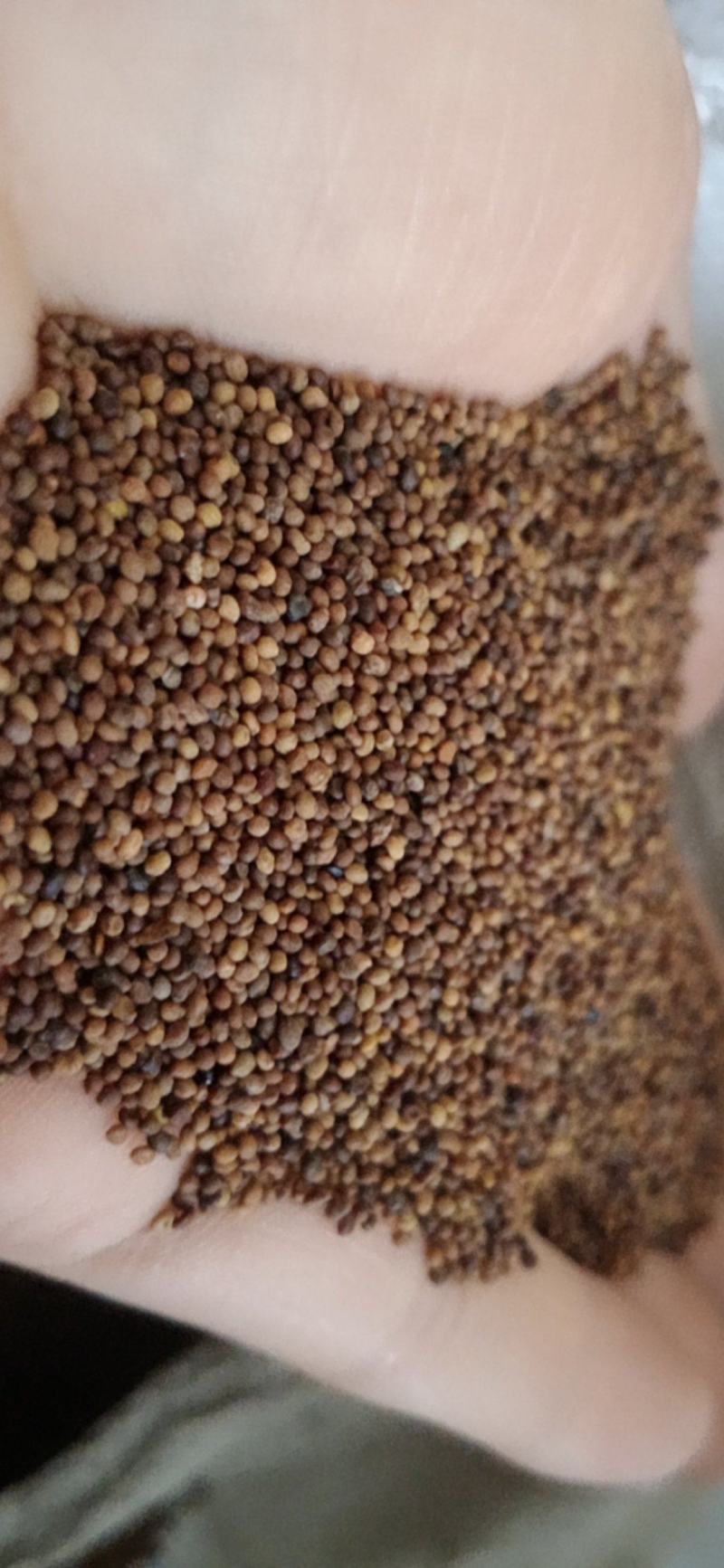 菟丝子，水洗菟丝子，干净芜杂，中药材批发按方抓药
