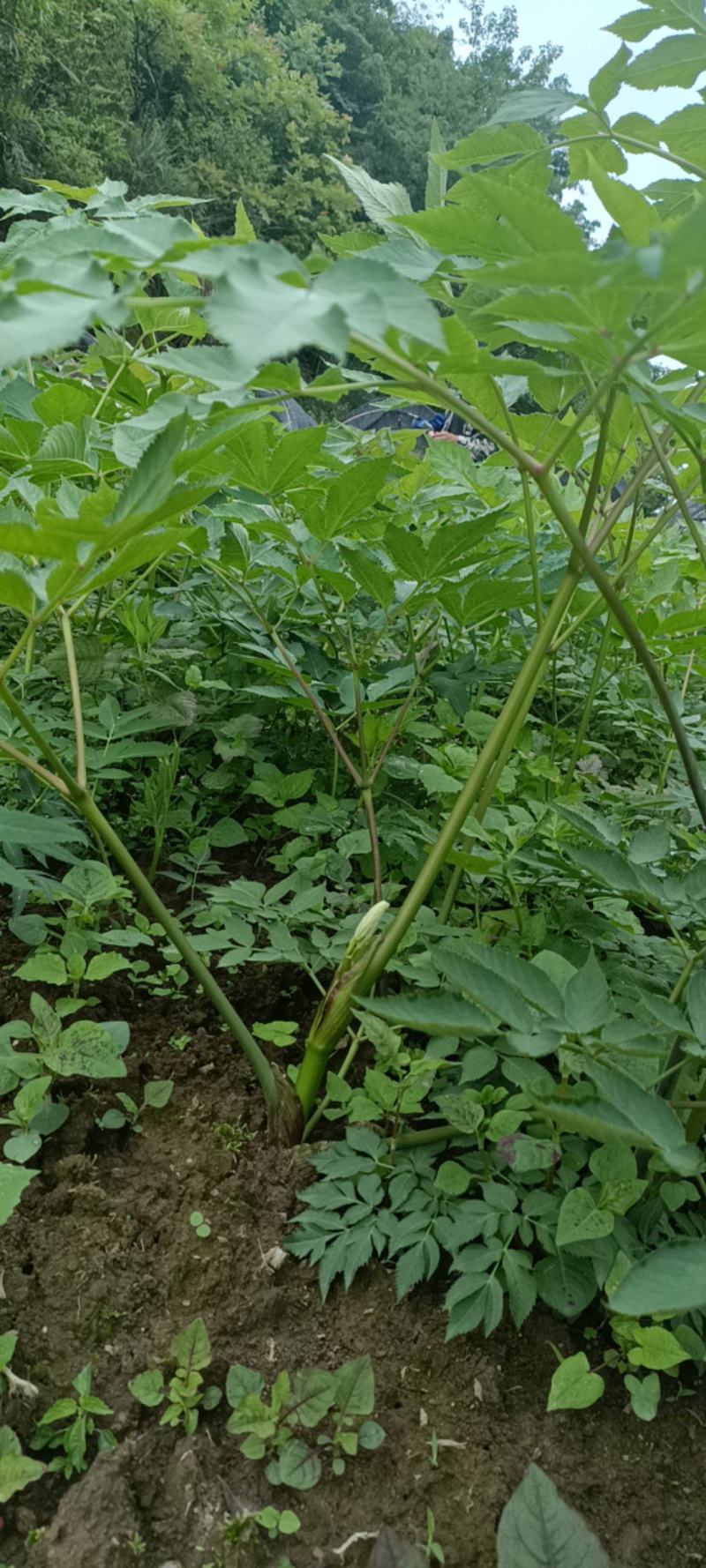 肉独活，高山肉独活，含量高，现挖现发量大