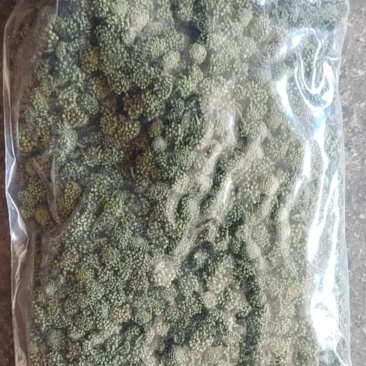 三七花