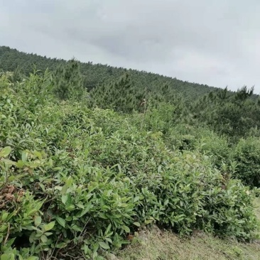 天然绿茶