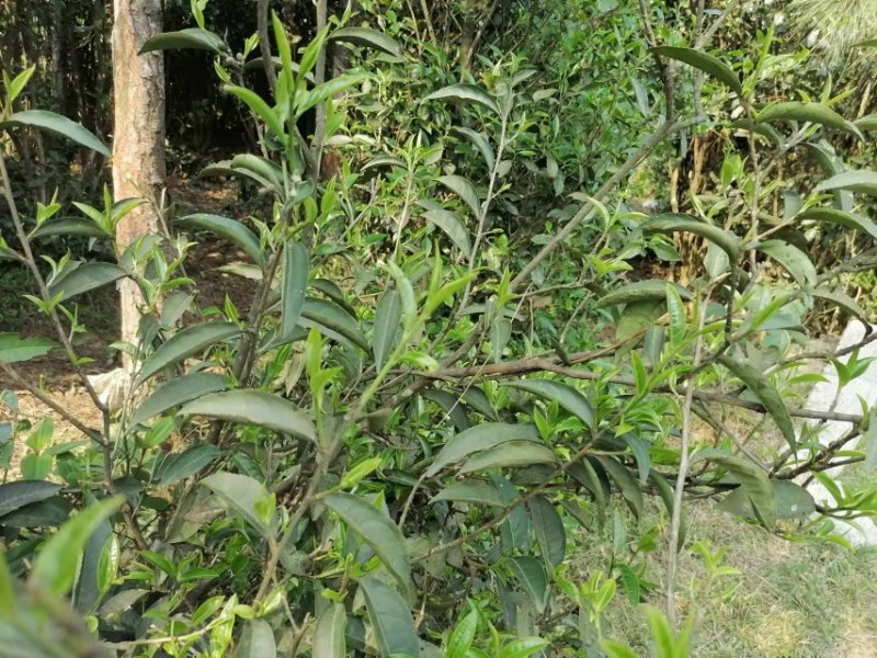 天然绿茶