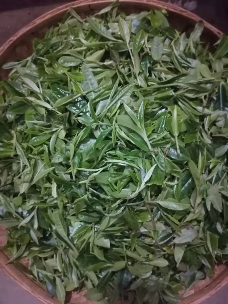 天然绿茶