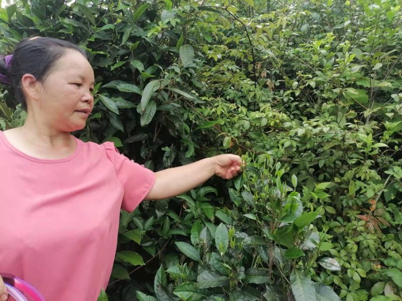 天然绿茶