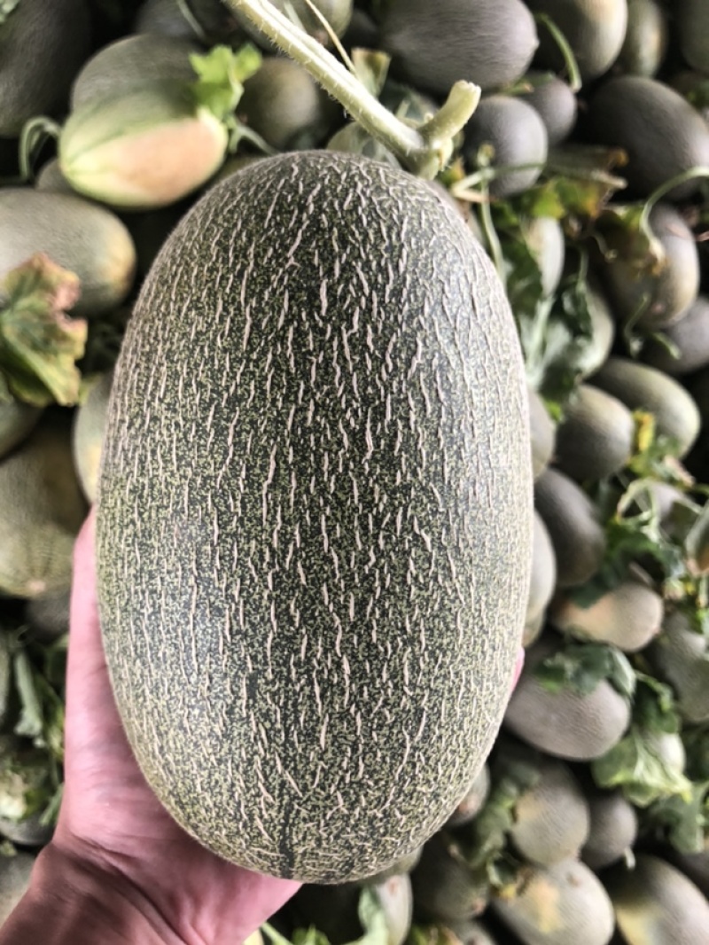 东方蜜，西洲蜜，各种瓜类