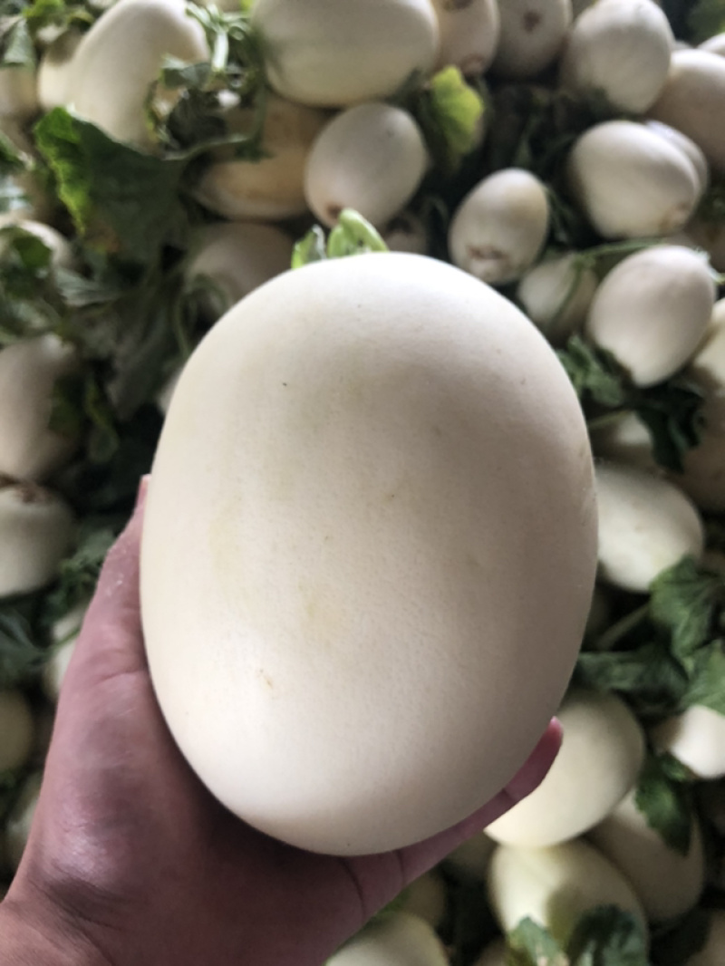 东方蜜，西洲蜜，各种瓜类