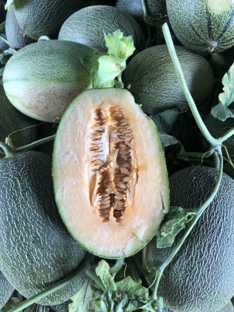 东方蜜，西洲蜜，各种瓜类