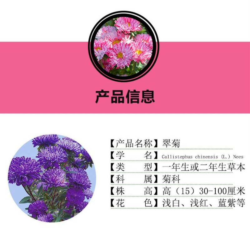 翠菊种子四季种植重瓣花卉阳台庭院盆栽打造花海