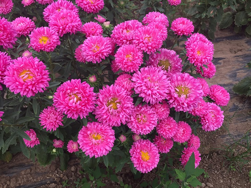 翠菊种子四季种植重瓣花卉阳台庭院盆栽打造花海