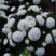 翠菊种子四季种植重瓣花卉阳台庭院盆栽打造花海
