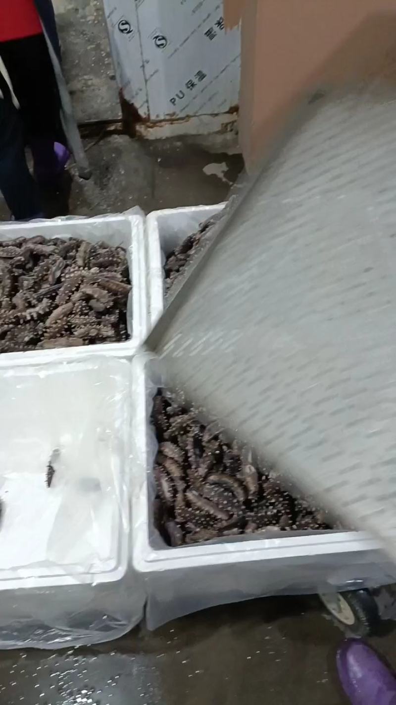 冷蒸鲜食海参