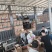 精品甜王包熟，对接电商市场，原产地保质保量