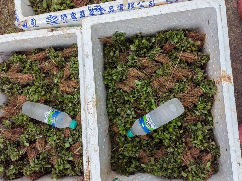 木荷芽苗，籽播苗，根系发达，芽苗上杯，成活率高