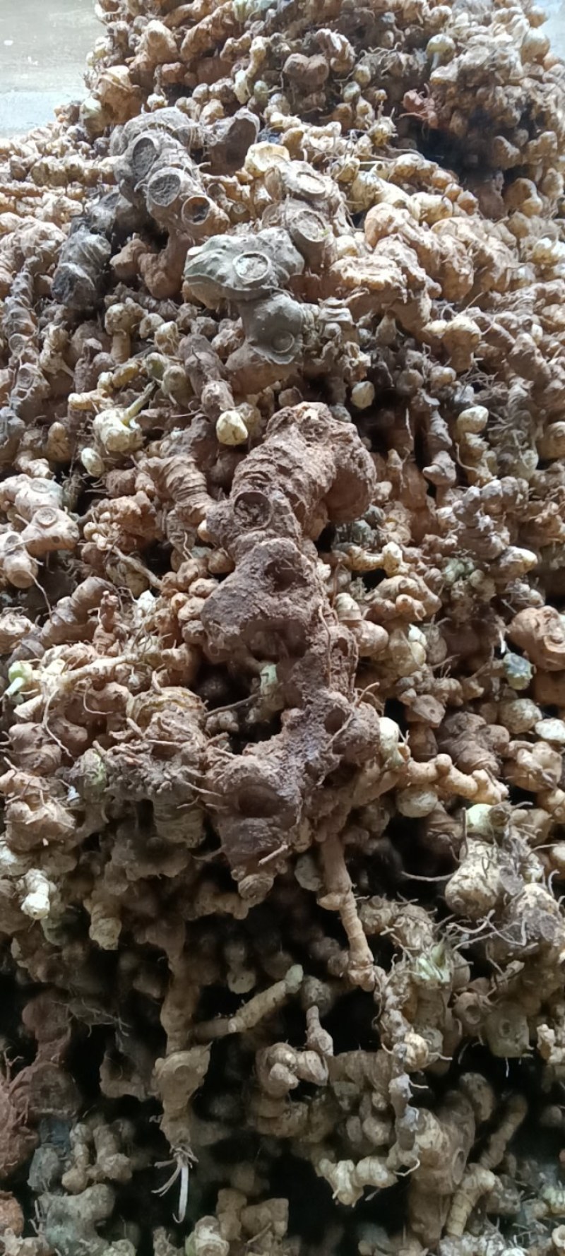 深山老林！江西野生多花甜黄精