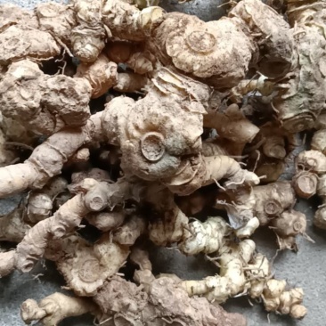深山老林！江西野生多花甜黄精
