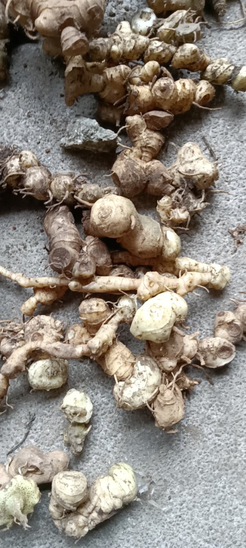 深山老林！江西野生多花甜黄精