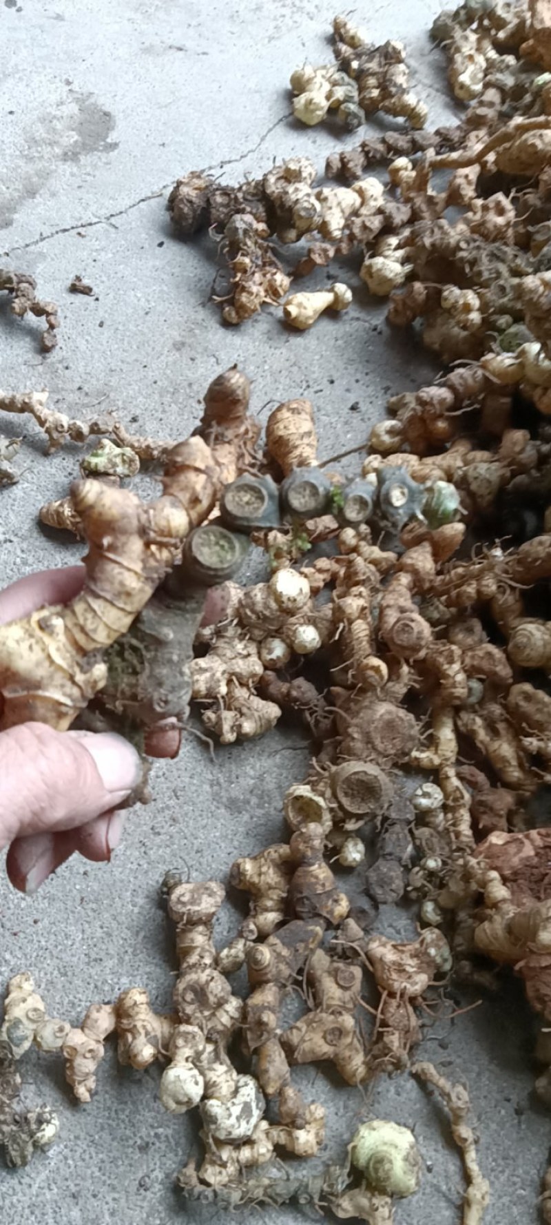 深山老林！江西野生多花甜黄精