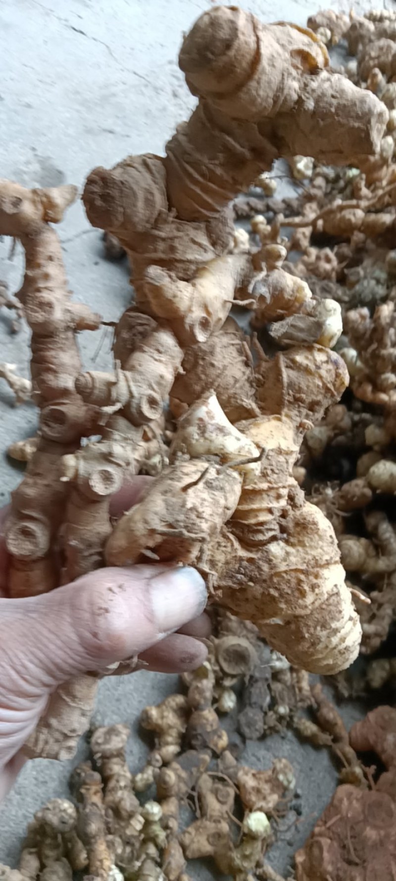 深山老林！江西野生多花甜黄精