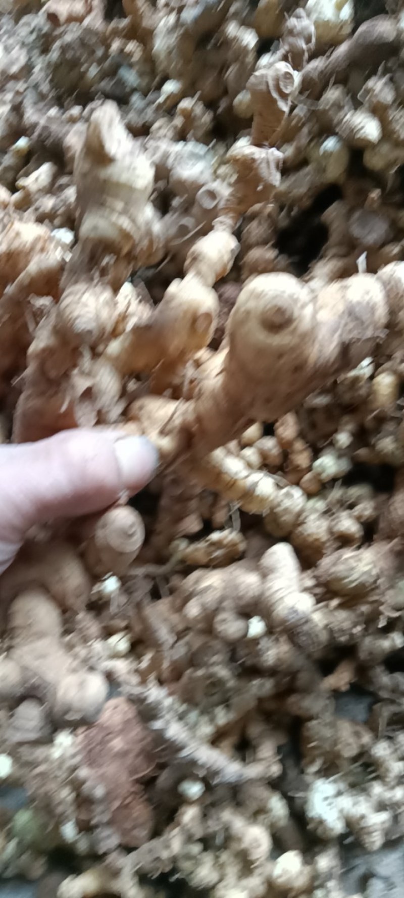 深山老林！江西野生多花甜黄精
