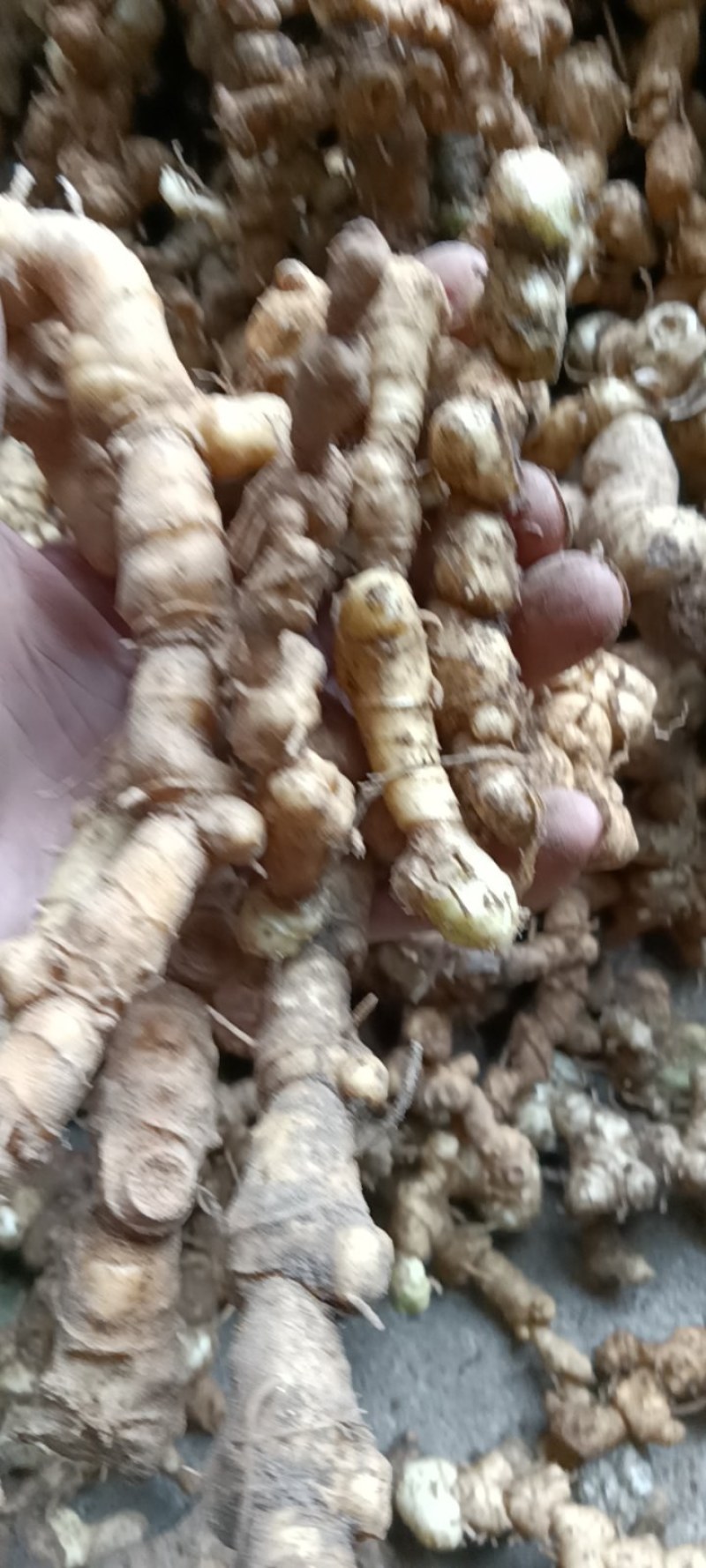 深山老林！江西野生多花甜黄精