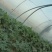 山东省济宁市泗水县大棚西瓜，大量上市，需要的朋友致电联糸