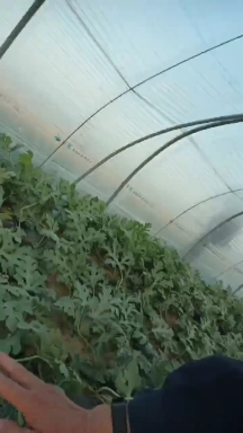 山东省济宁市泗水县大棚西瓜，大量上市，需要的朋友致电联糸