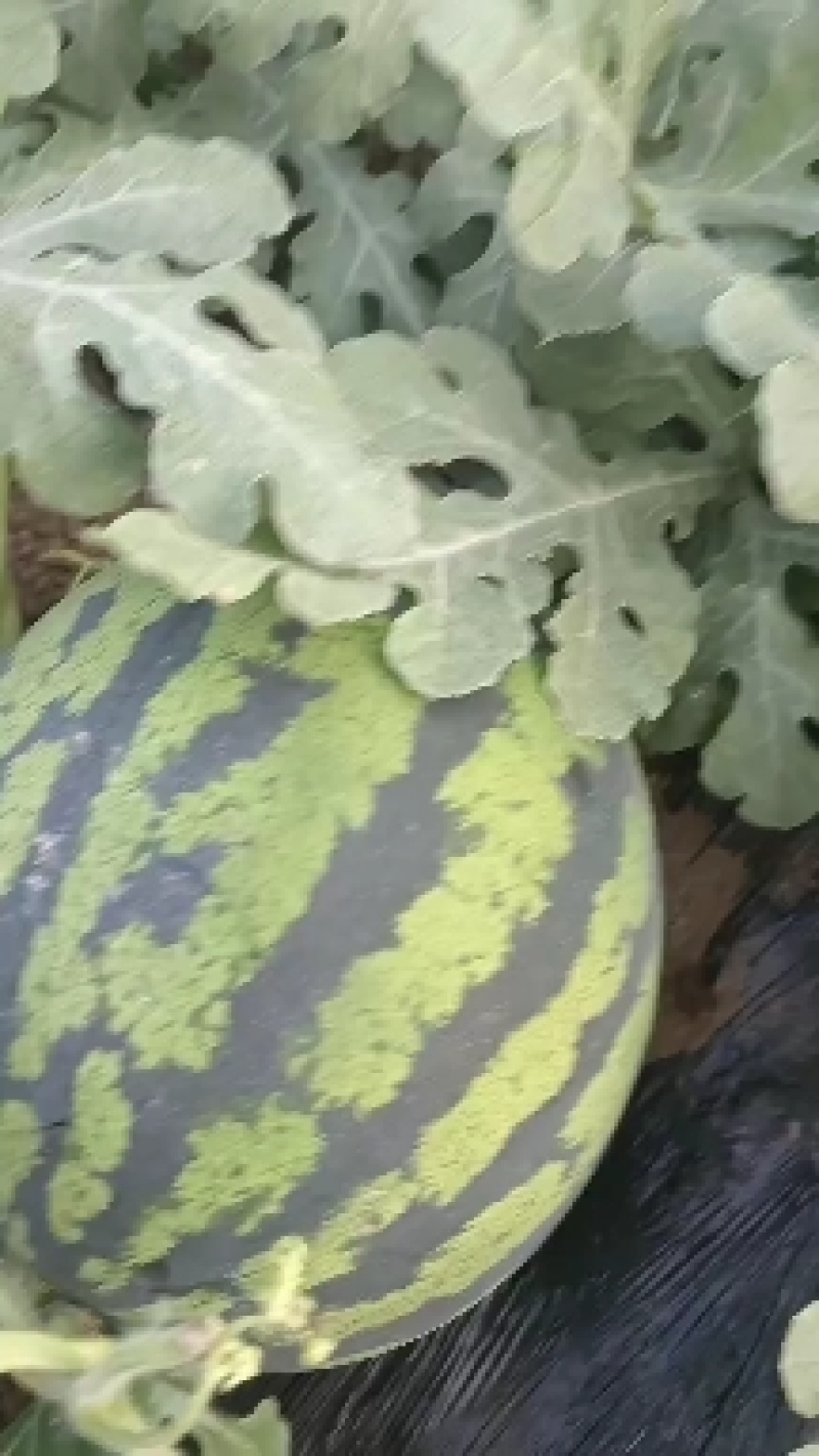 山东省济宁市泗水县大棚西瓜，大量上市，需要的朋友致电联糸