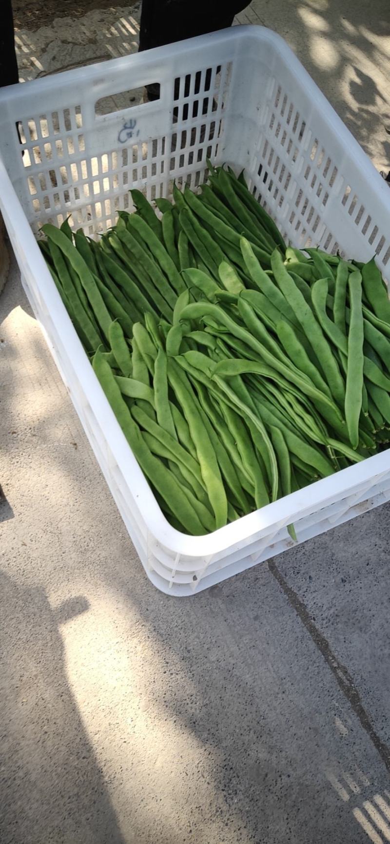 扁青芸豆大扁山东扁豆万亩暖棚芸豆基地