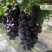 夏黑葡萄