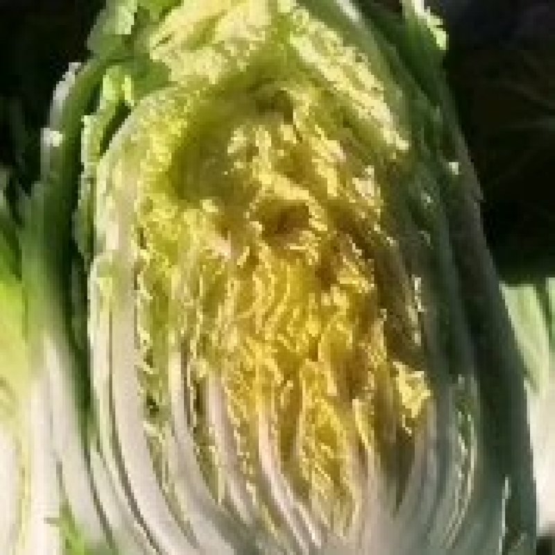 精品白菜一手货源地头装没有差价黄心的不黄心的都有