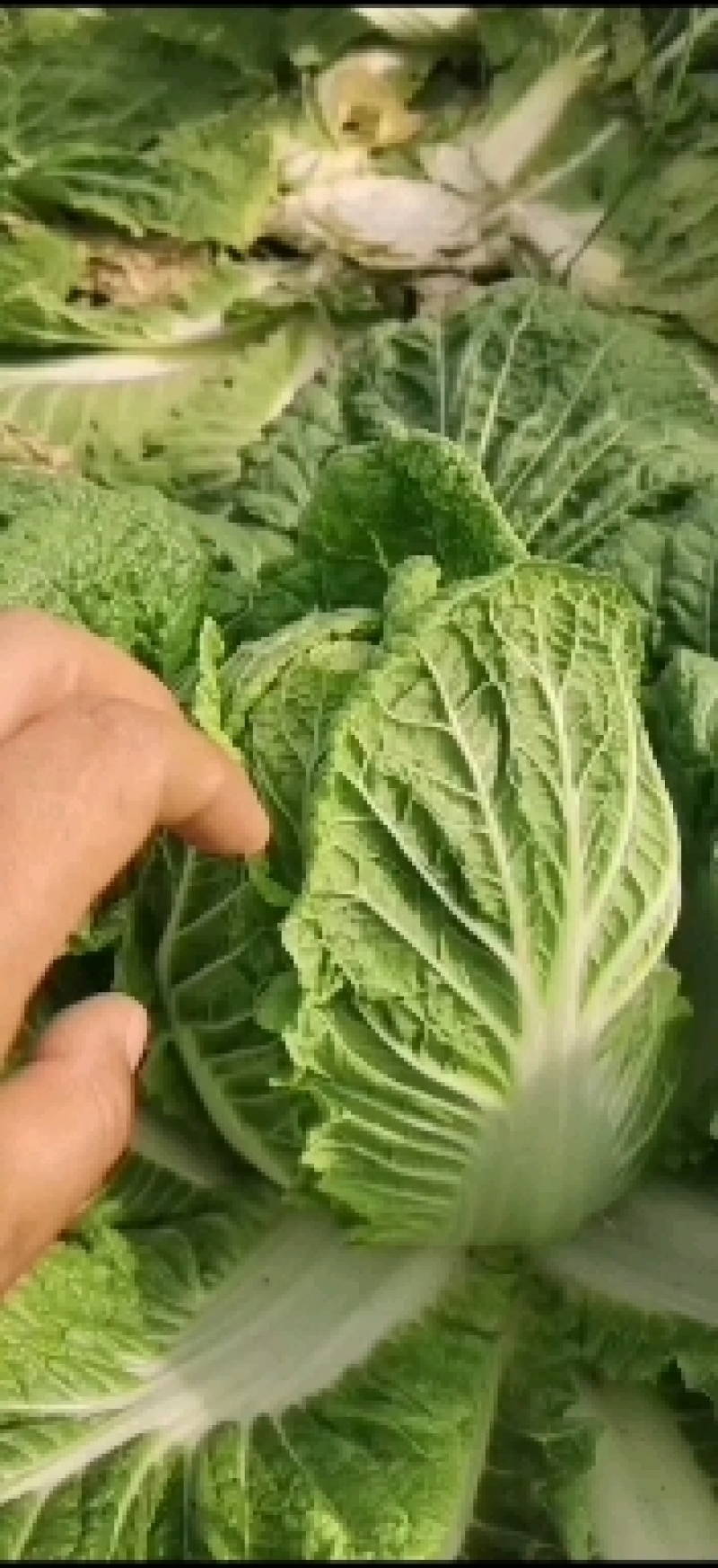 精品白菜一手货源地头装没有差价黄心的不黄心的都有