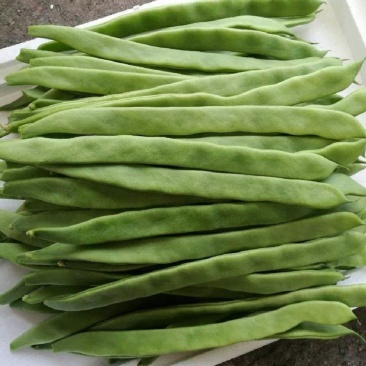 扁青芸豆大扁山东扁豆万亩暖棚芸豆基地