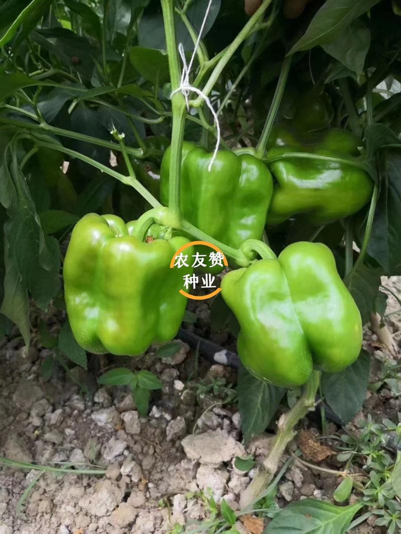 萧新19号早熟长方灯笼型甜椒种子翠绿大果甜椒种子口味甘甜