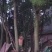 因家里需要自建房所以把香樟树批量卖出去。欲购从速先到先得
