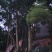因家里需要自建房所以把香樟树批量卖出去。欲购从速先到先得