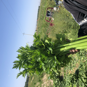 究极精品宁夏西芹高质量品质保证可出口