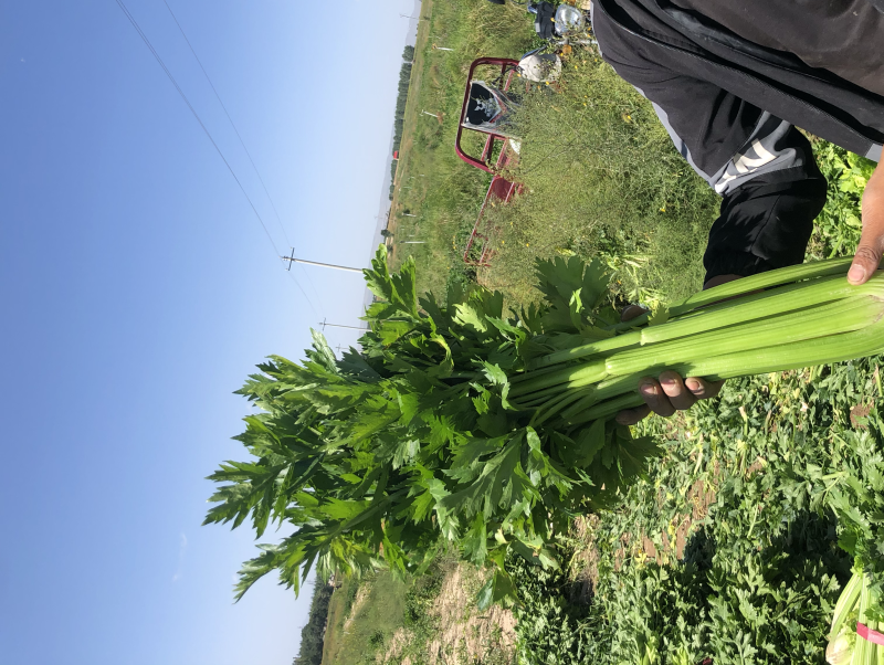 究极精品宁夏西芹高质量品质保证可出口