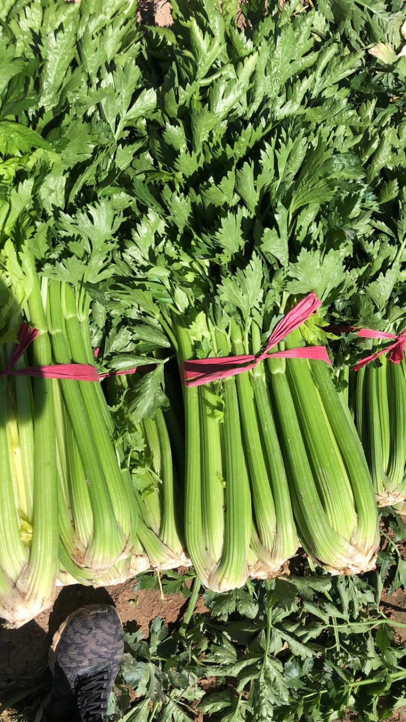 究极精品宁夏西芹高质量品质保证可出口