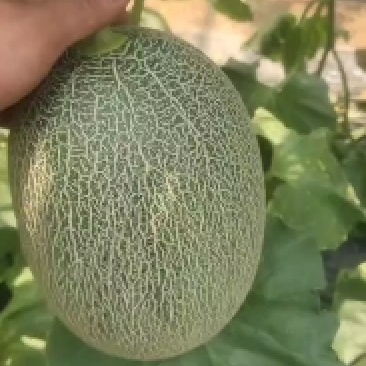 大量有货