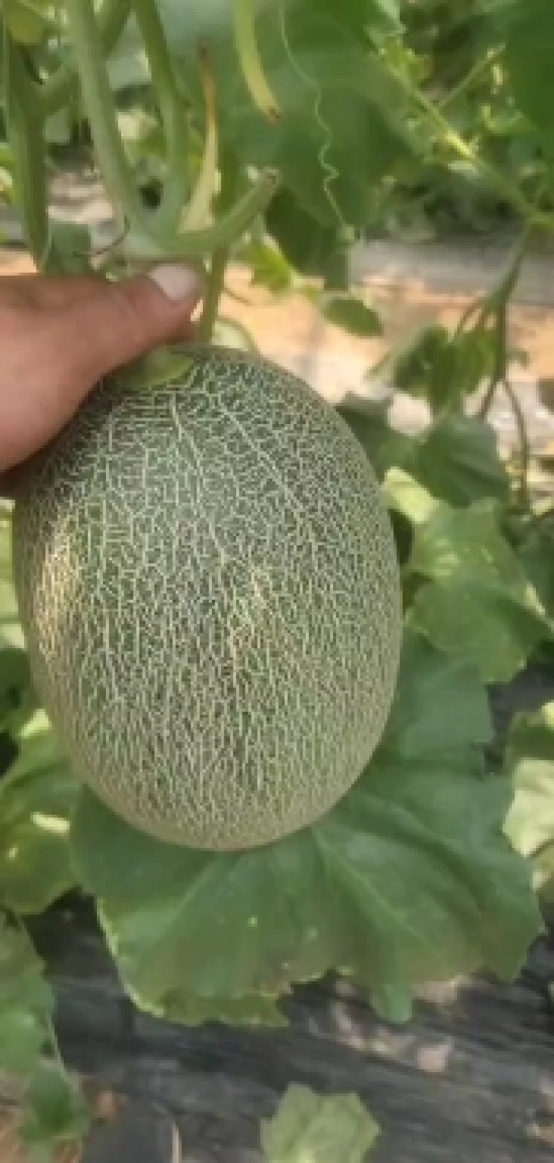 大量有货