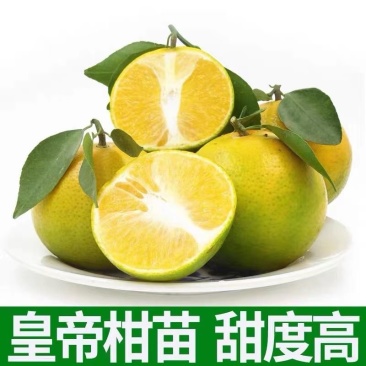 皇帝柑嫁接苗，结果快，产量高，水分充足，甜度高