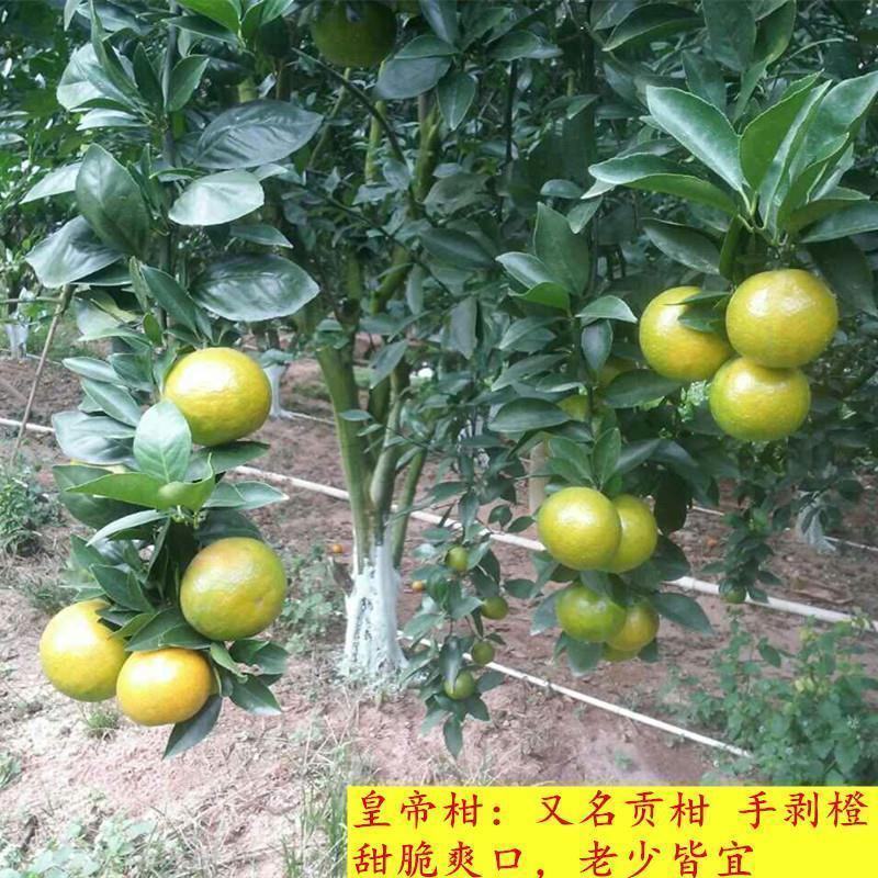 皇帝柑嫁接苗，结果快，产量高，水分充足，甜度高