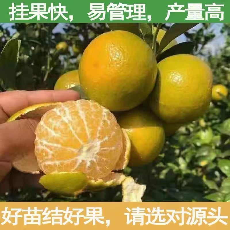 皇帝柑嫁接苗，结果快，产量高，水分充足，甜度高