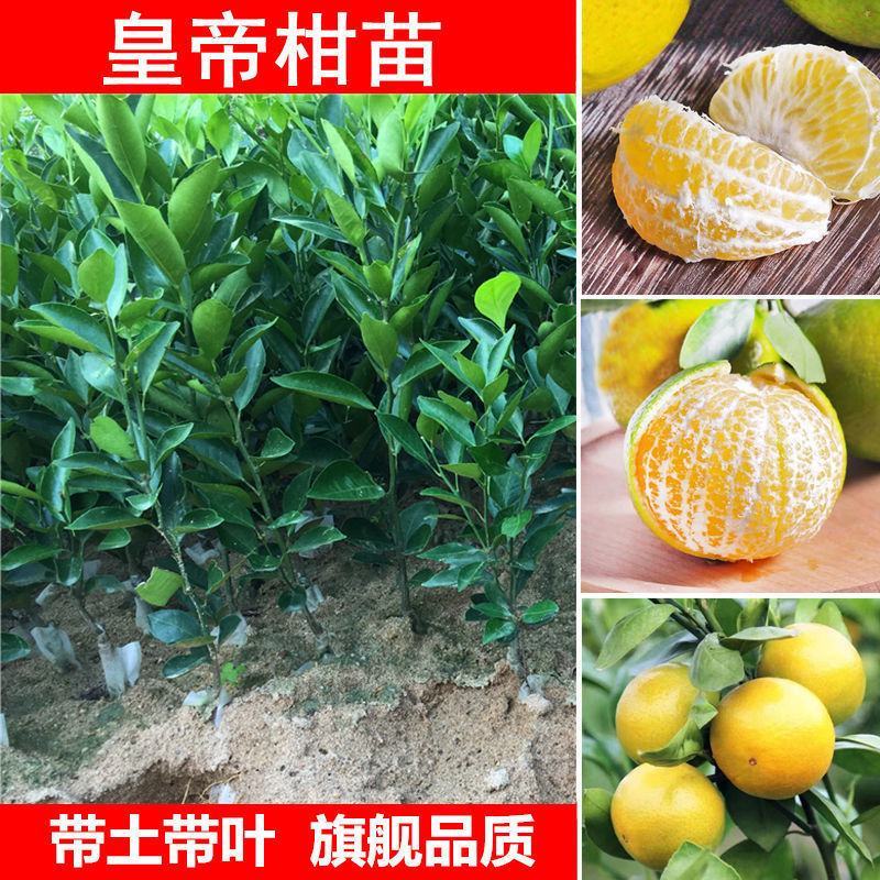 皇帝柑嫁接苗，结果快，产量高，水分充足，甜度高
