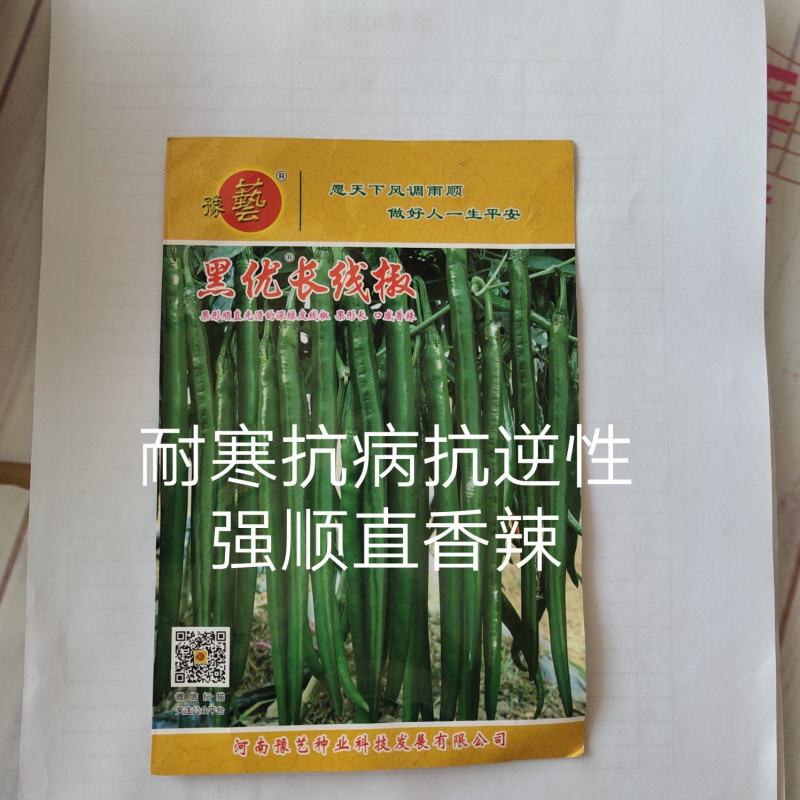 黑优长线椒种子~中早熟果色深绿抗病结果能力长部果不变短