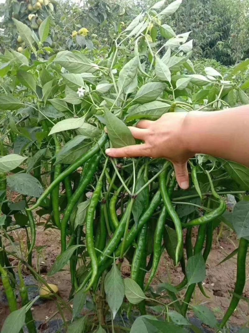 黑优长线椒种子~中早熟果色深绿抗病结果能力长部果不变短