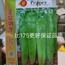 黄绿皮辣椒种子金富剑龙三号耐热耐低温抗病大果顺直高产